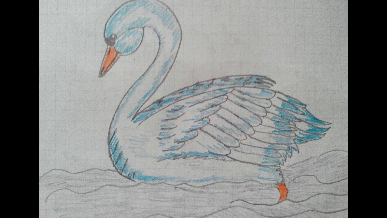 Как рисовать лебедя карандашом поэтапно для начинающих. как нарисовать лебедя: карандашом поэтапно видео