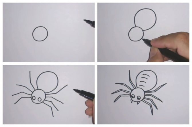 Как нарисовать паука на паутине карандашом: поэтапный мастер-класс с фото и описанием