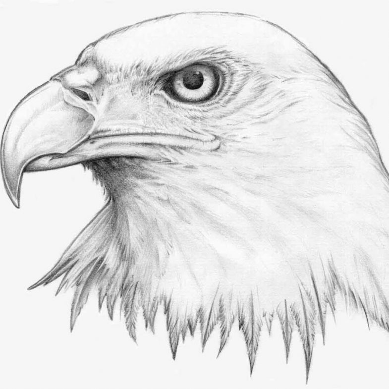 Как нарисовать орла поэтапно карандашом - легкая инструкция с фото и описанием