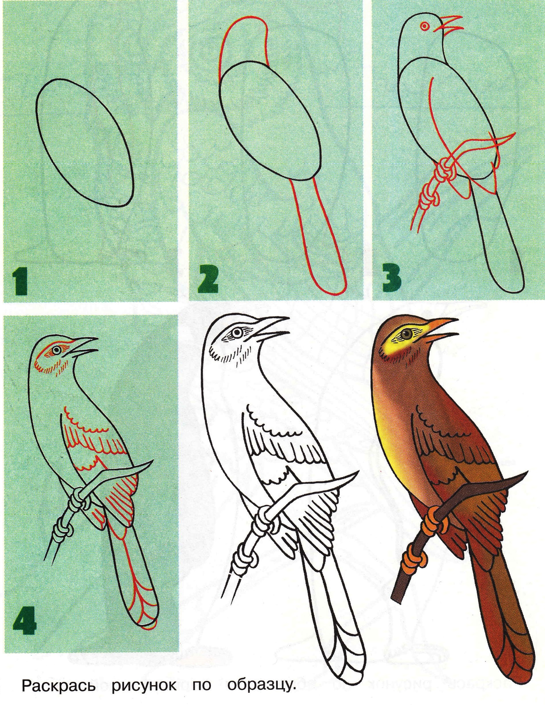 Рисунок птицы поэтапно