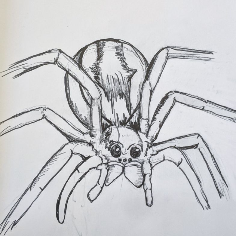 Как нарисовать паука пошагово: легкие уроки для начинающих, учимся рисовать паука с паутиной карандашом