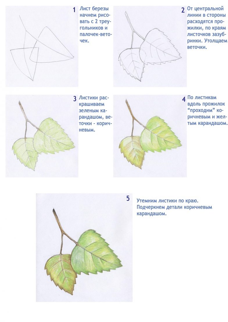 Как нарисовать листья березы красками