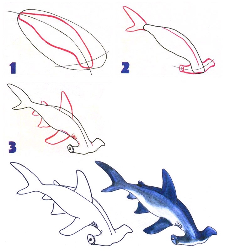 Простые уроки рисования: как нарисовать акулу