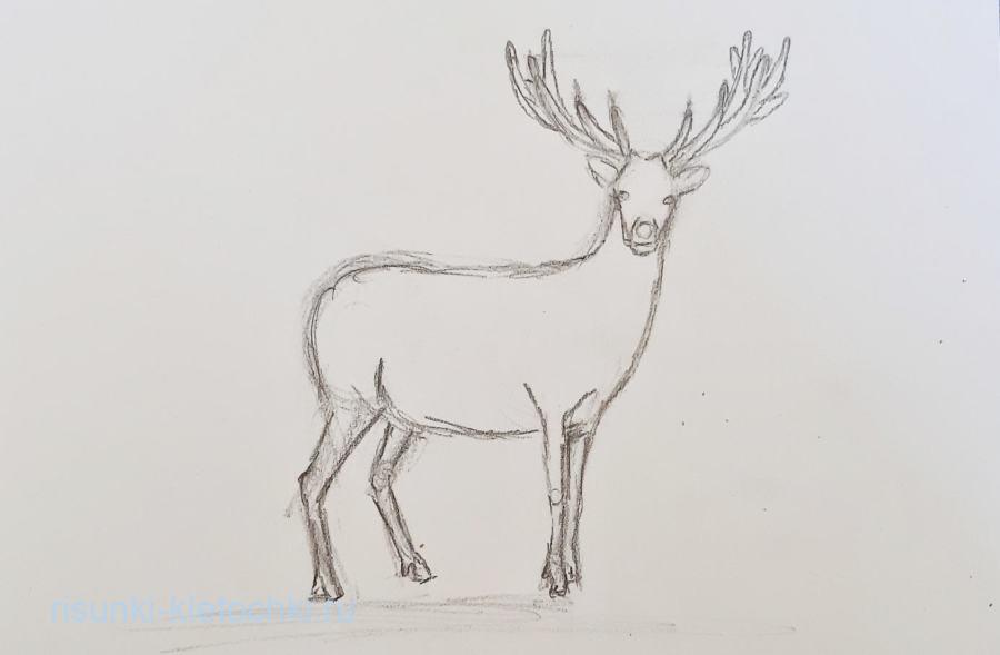 Как нарисовать оленя поэтапно карандашом – поэтапные мастер-классы для начинающих художников и детей