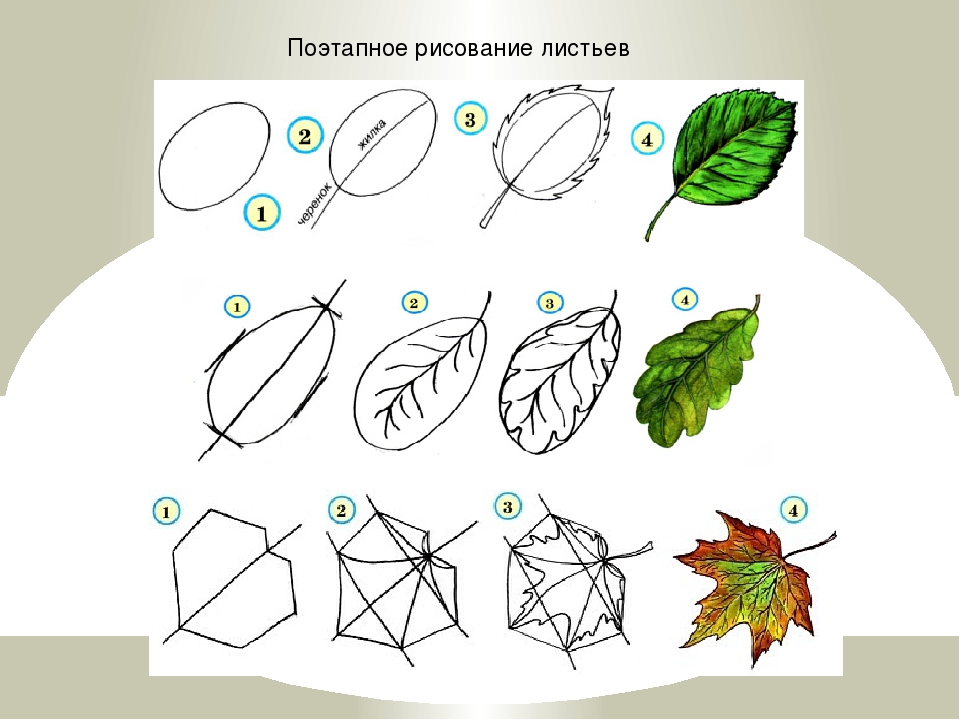 Схема рисования листьев