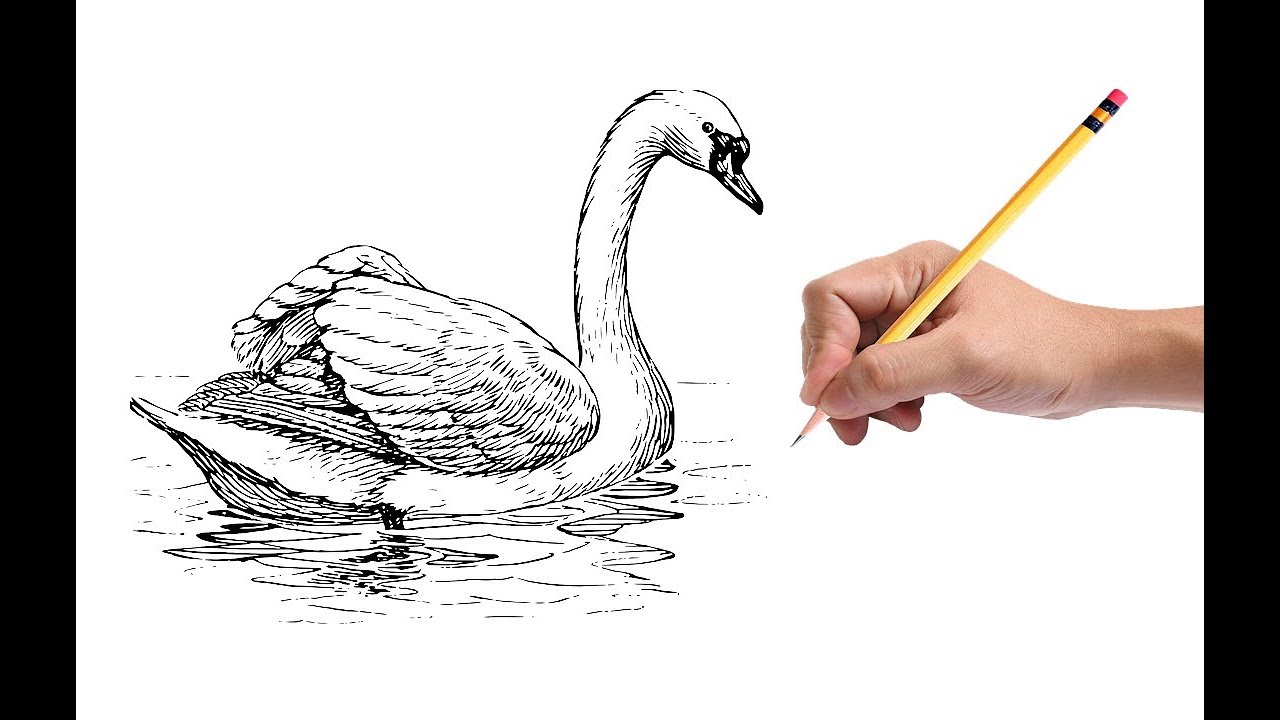 Как нарисовать лебедя карандашом поэтапно для начинающих ????легко и просто для детей и взрослых