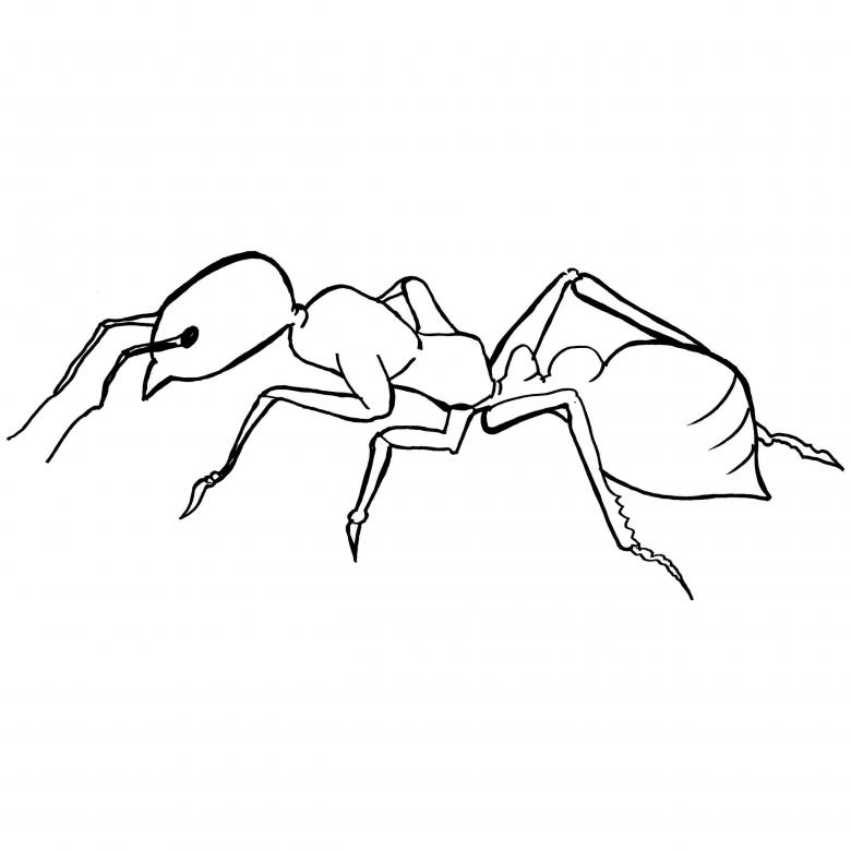 Как нарисовать муравья и мудрую черепаху карандашом - поэтапные мастер-классы для начинающих