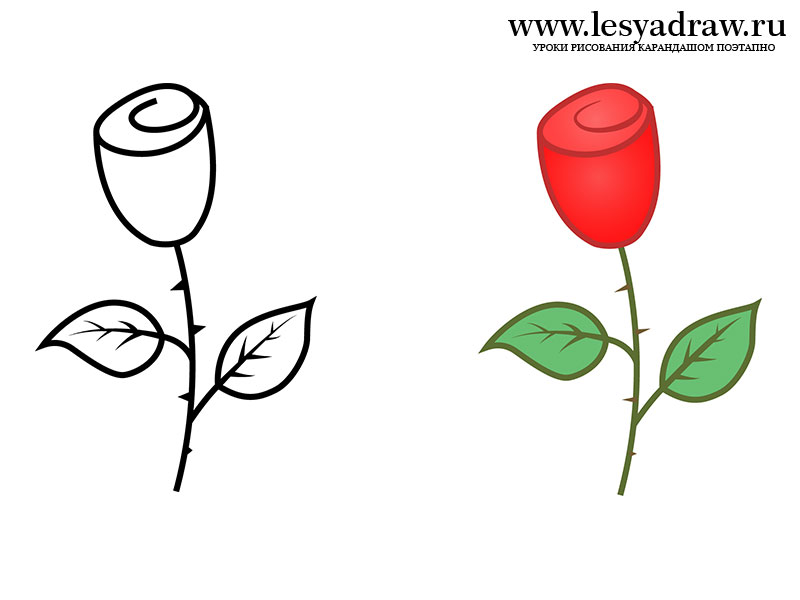 Как красиво нарисовать розу (инструкции)
