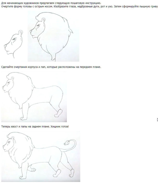 Как нарисовать льва карандашом и красками: поэтапные инструкции для детей и начинающих