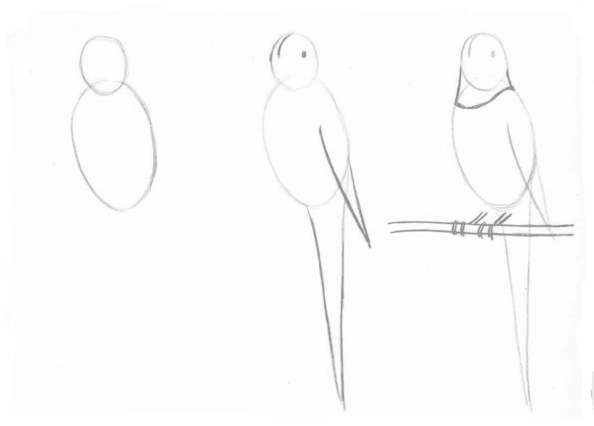 Как нарисовать попугая поэтапно карандашом (58 фото) - легкие мастер-классы по рисованию попугая