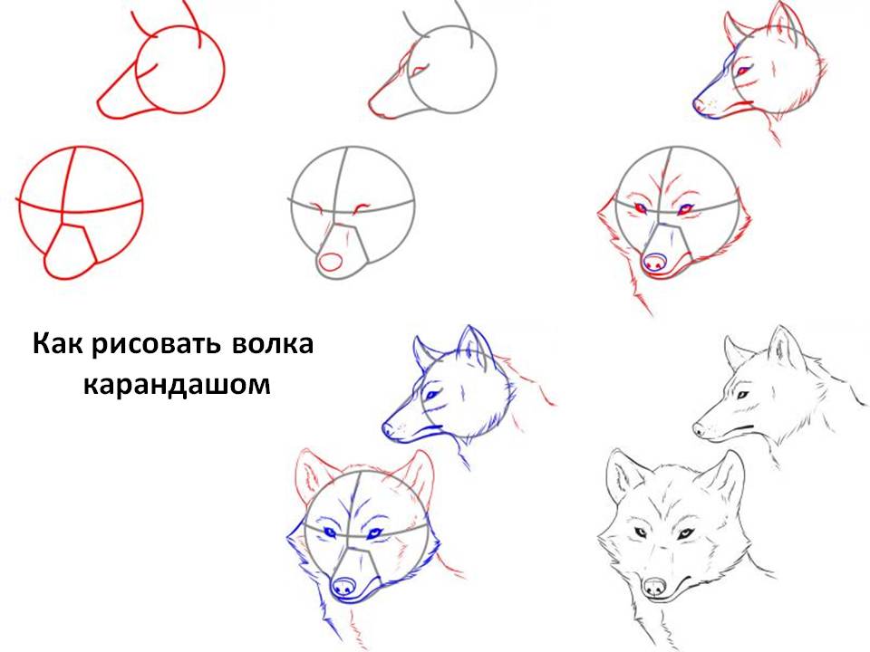 Как нарисовать волка поэтапно карандашом легко и красиво для начинающих