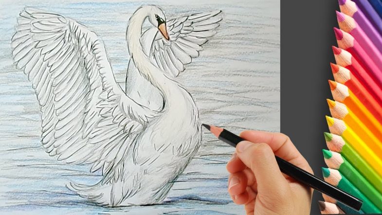 Как рисовать лебедя карандашом поэтапно для начинающих. как нарисовать лебедя: карандашом поэтапно видео