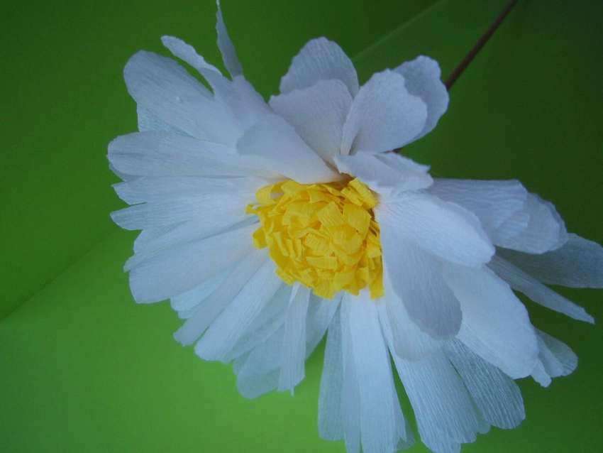 Что символизируют белые цветы – роза, лилия, ромашка и другие 15 видов цветов