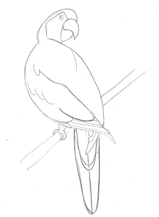 Как нарисовать попугая | рисунок попугая ара карандашом поэтапно