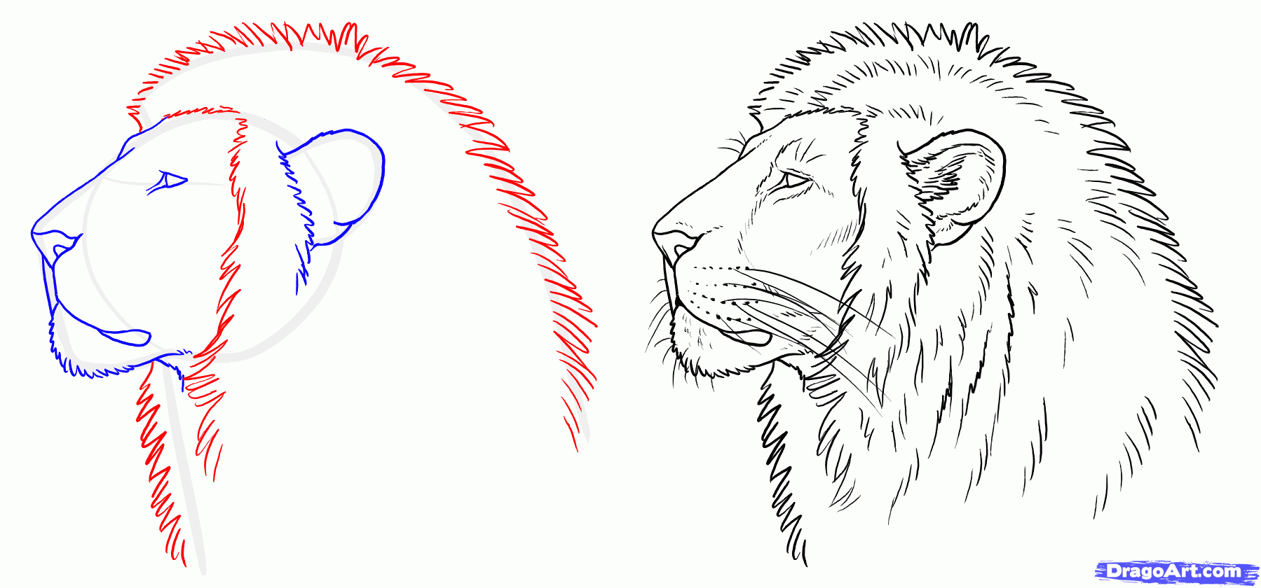 Как нарисовать льва - этапы описания как сделать рисунок льва своими руками (140 фото)