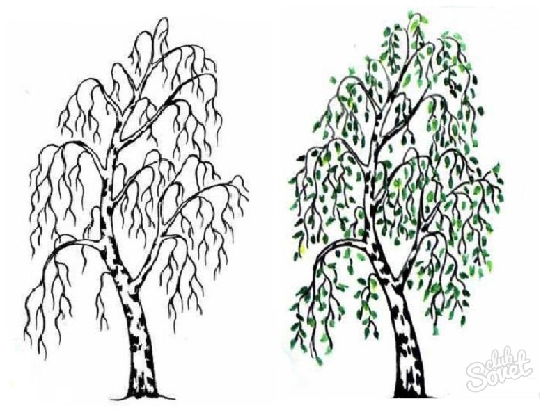 Береза лучшее дерево для рисования начинающим художникам Подробные пошаговые инструкции по рисованию березу карандашами и красками