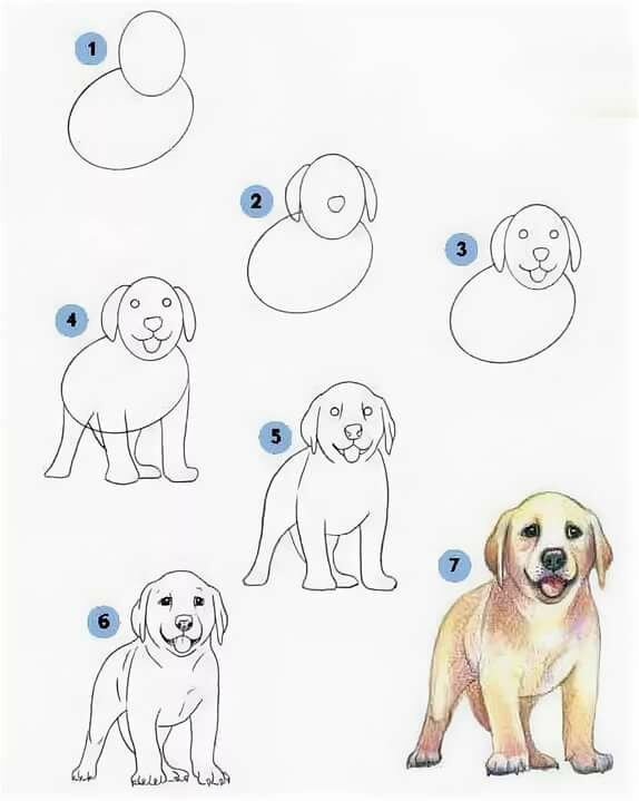 Как нарисовать собаку поэтапно карандашом (54 фото) - легкие мастер-классы для начинающих