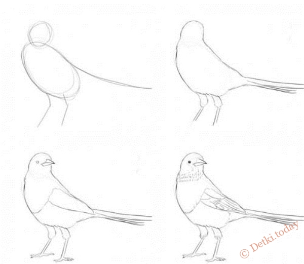 Как нарисовать птицу поэтапно карандашом: инструкция с фото и описанием