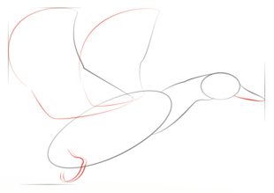 Как нарисовать птицу карандашом и красками — подробные и поэтапные мастер-классы для детей и начинающих художников